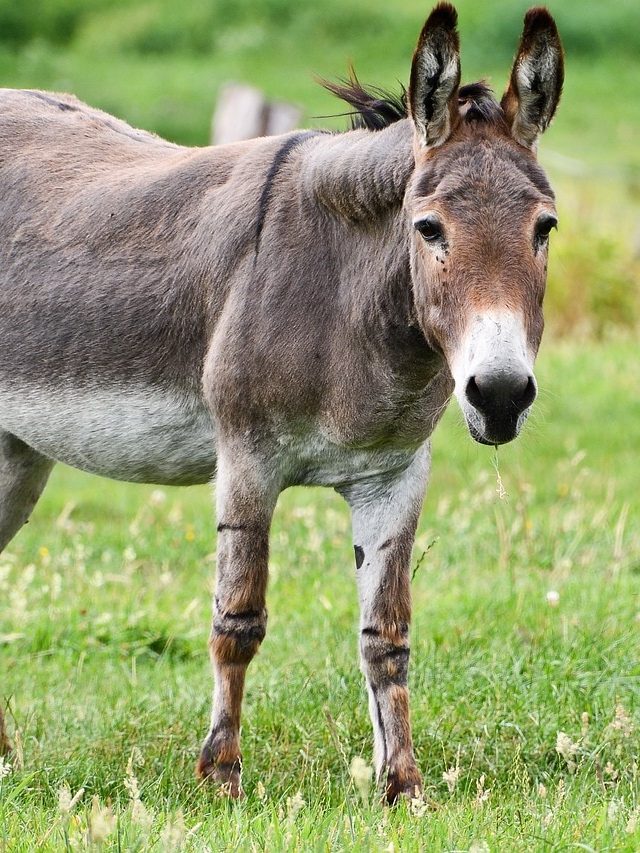 किस देश का नेशनल एनिमल है गधा? 99% लोग नहीं जानते जवाब!