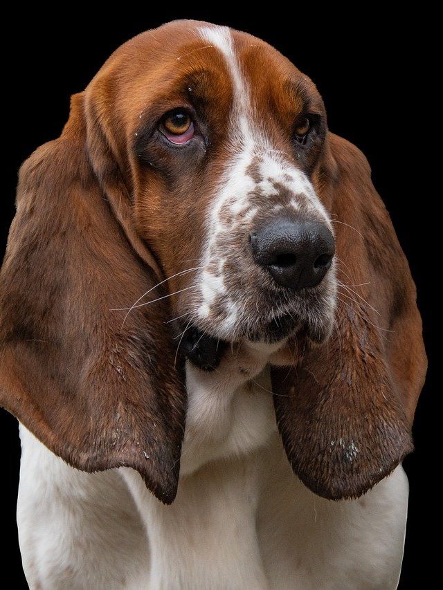 অশুভ নয় কুকুরের  কান্না,  এই ইঙ্গিত দেয়, জেনে রাখুন