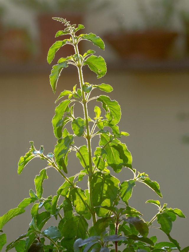 তুলসী গাছে এই ৫ লক্ষণ দেখলেই জানবেন সুদিন আসছে, ধনী হবেন