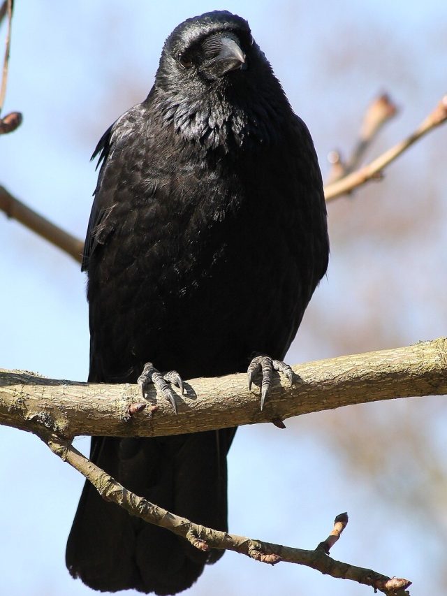 বাড়ির পাশে এক নাগাড়ে কাক ডাকছে,কীসের ইঙ্গিত? বুঝে নিন
