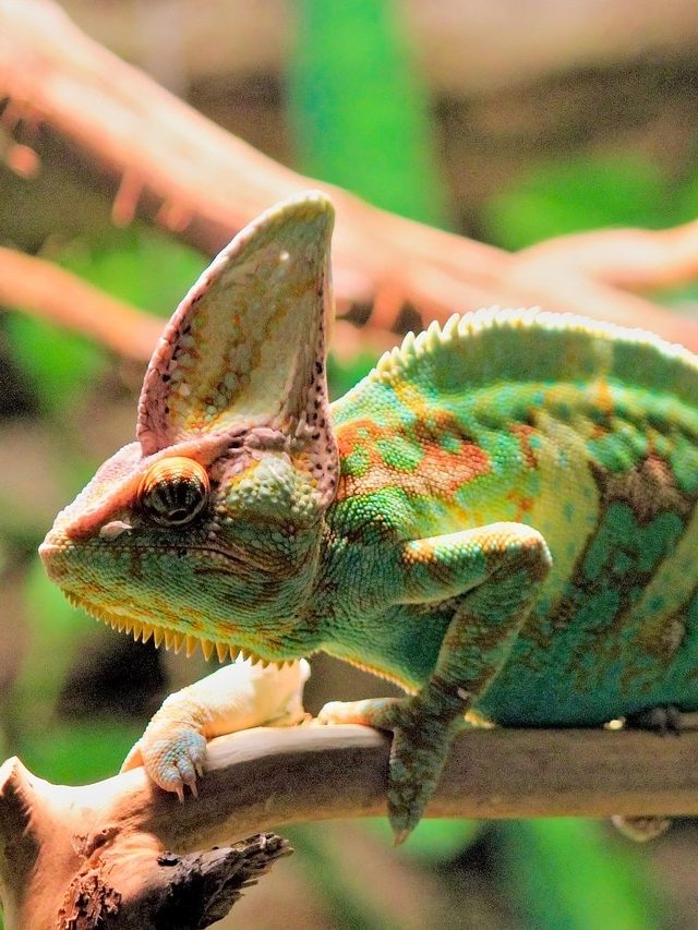 রং বদলে ওস্তাদ, বাড়িতে গিরগিটি আসা কীসের ইঙ্গিত দেয়?