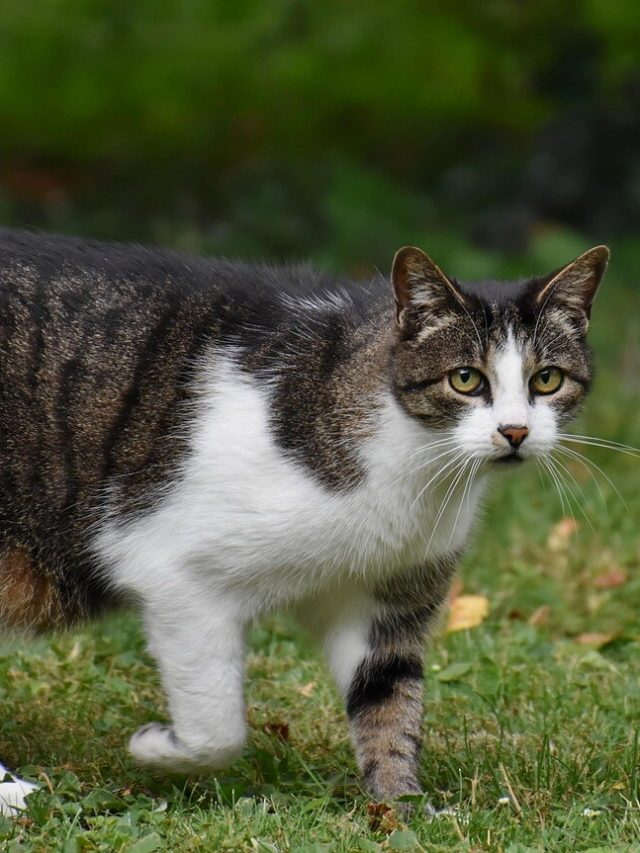 বিড়ালের রাস্তা কাটা খুলে দিতে পারে কপালও! শুভ-অশুভ লক্ষণ চিনুন