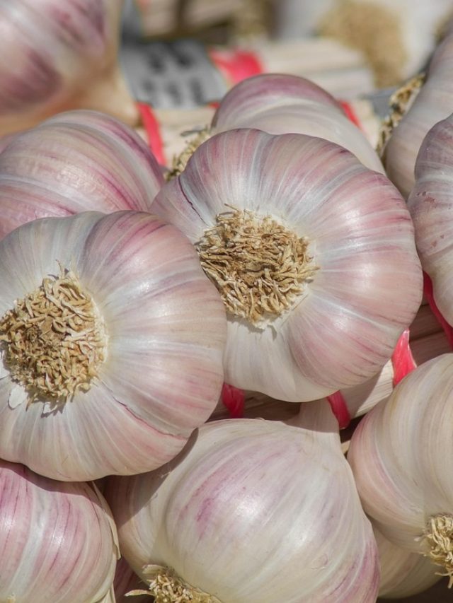 একটা রসুনেই ঘর থেকে পালাবে সব মশা, কীভাবে ব্যবহার?