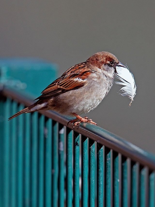 বাড়িতে এই ৫ পাখি এলে ভুলেও তাড়াবেন না, সৌভাগ্য উপচে পড়ে জীবনে