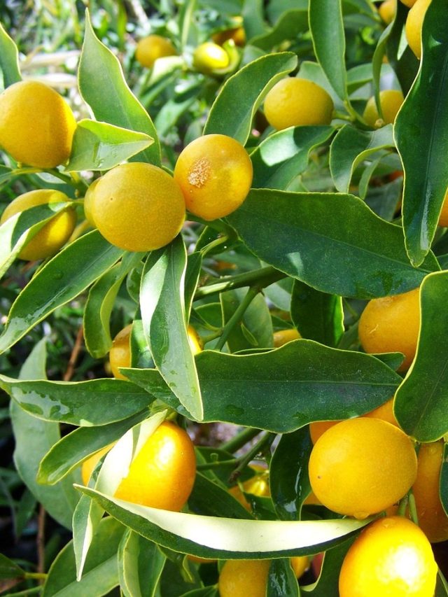 ম্যাজিক ট্রিক! এটা করলেই টবের গাছ ভরবে থোকা থোকা লেবুতে