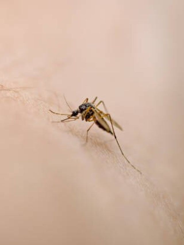 রক্ত না খেয়ে একটা মশা কতদিন বাঁচে? জানলে অবাক হয়ে যাবেন