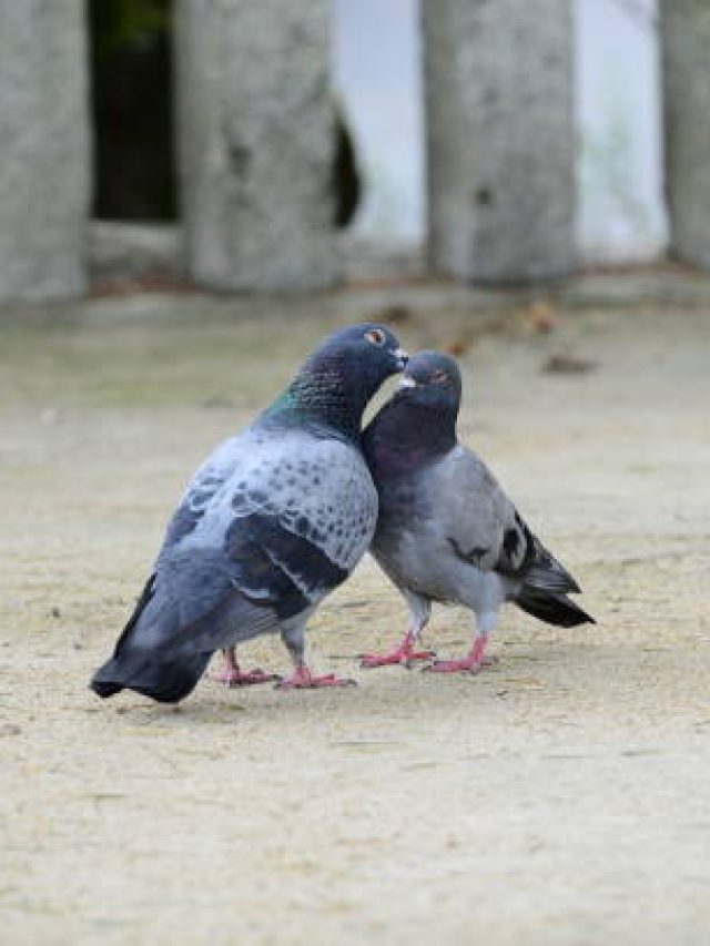 বাড়িতে রোজ সকালে জোড়া পায়রা আসা ভাল ইঙ্গিত নাকি খারাপ?
