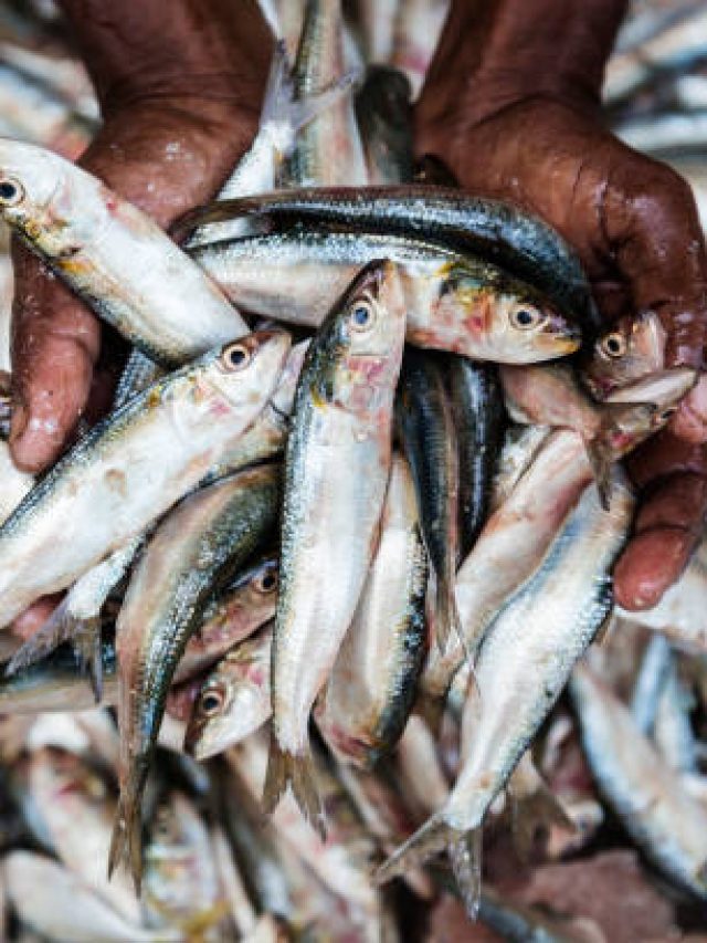 এই ৪ মাছ বিষের সমান, খেলেই ধীরে ধীরে মরবেন