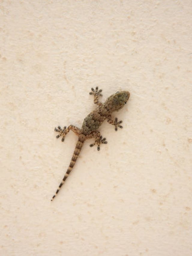 টিকটিকি দেখলেই অনেক মেয়ে ভয় পেয়ে যায় কেন? এতদিনে জানা গেল