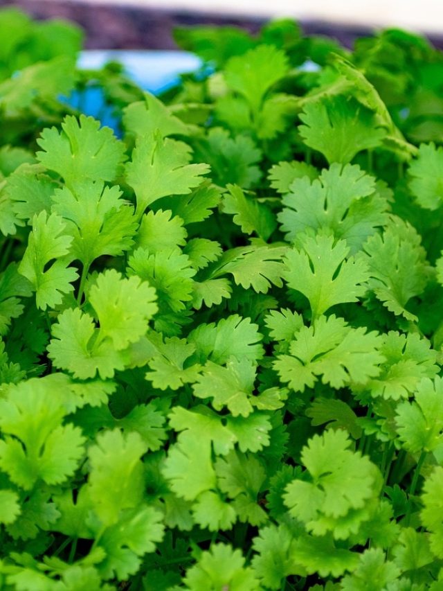 অল্প দিনে মাটি ছাড়াই গজিয়ে উঠবে ধনে গাছ, সহজ পদ্ধতি