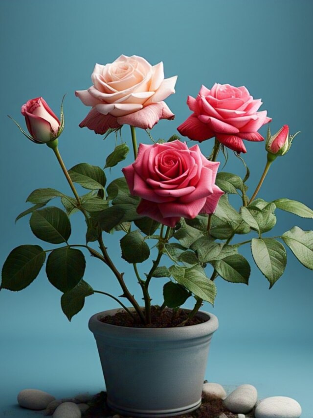 এক মাসেই গাছে ধরবে বাম্পার গোলাপ, এই সবজি পুঁতে দিন মাটিতে