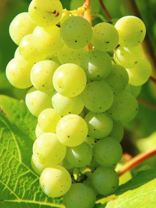 ভাল থাকবে হার্ট থেকে পেট, রোজ আঙুর খাওয়ার লাভ জানুন