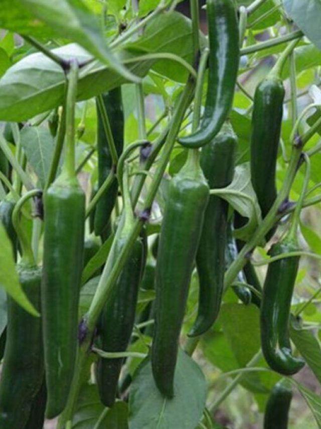 मिर्च के पौधे का रुक गया विकास? करें ये काम, गुच्छे भरकर आएंगी मिर्चियां