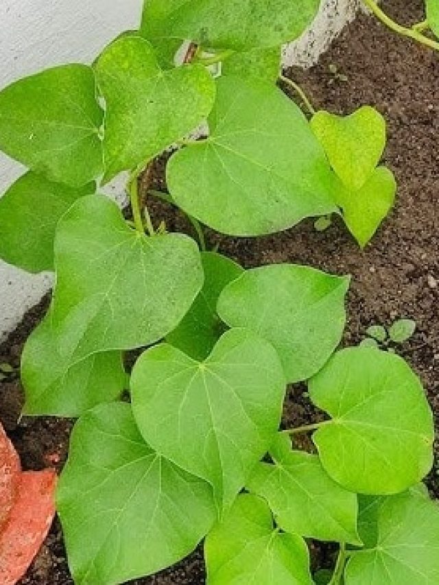 মাত্র ২১ দিন খান গ্রামবাংলার এই পাতা, থাইরয়েডের সমস্যা দূর হবে