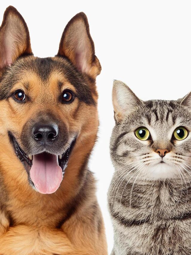 কুকুর না বেড়াল, কে আপনাকে বেশি ভালোবাসে? চেক করুন এভাবে