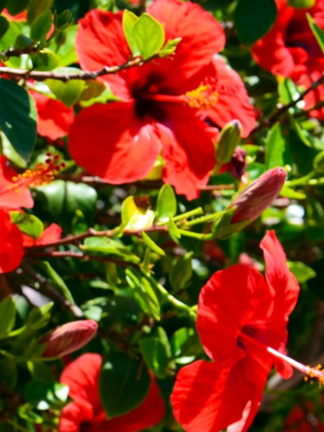 हरा-भरा हो जाएगा गुड़हल का पौधा, बस गमले में डाल दें ये सफेद चीज, खूब खिलेंगे फूल