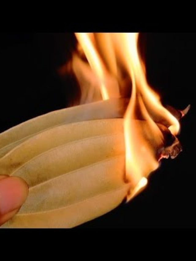 রোজ রাতে রান্নাঘরে পোড়ান ১টা তেজপাতা, কী হবে জেনে নিন