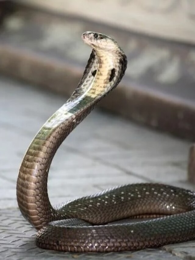 দাম দিয়ে কার্বলিক অ্যাসিড কিনবেন কেন? সাপ তাড়াবে রান্নাঘরের মশলা