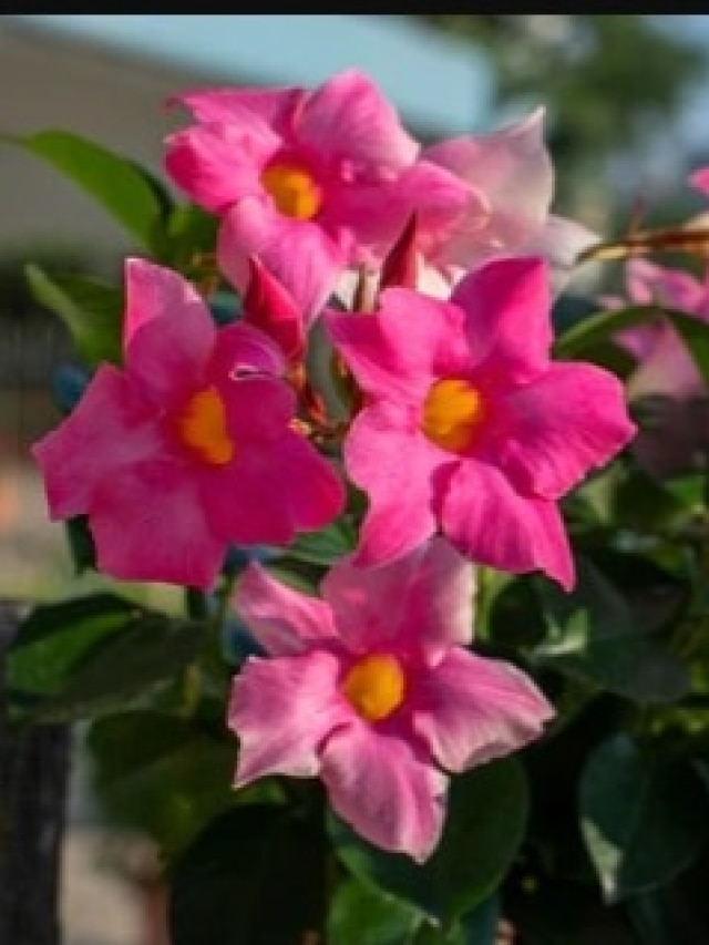 একমুঠো ভাত হলেই হবে, মরা গাছেও ফুটবে ফুল