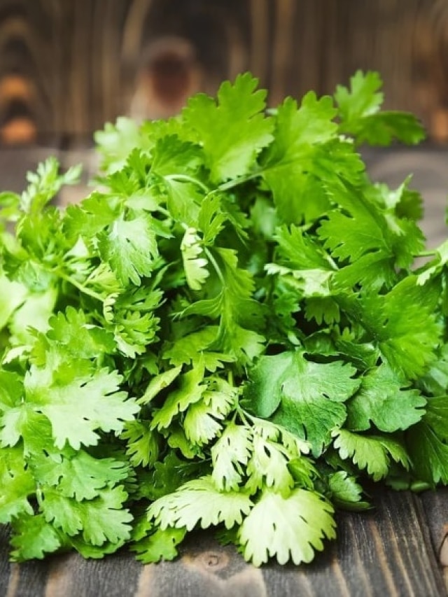 কেনা ধনেপাতা ১৫ দিন থাকবে টাটকা, ৬ মোক্ষম উপায়