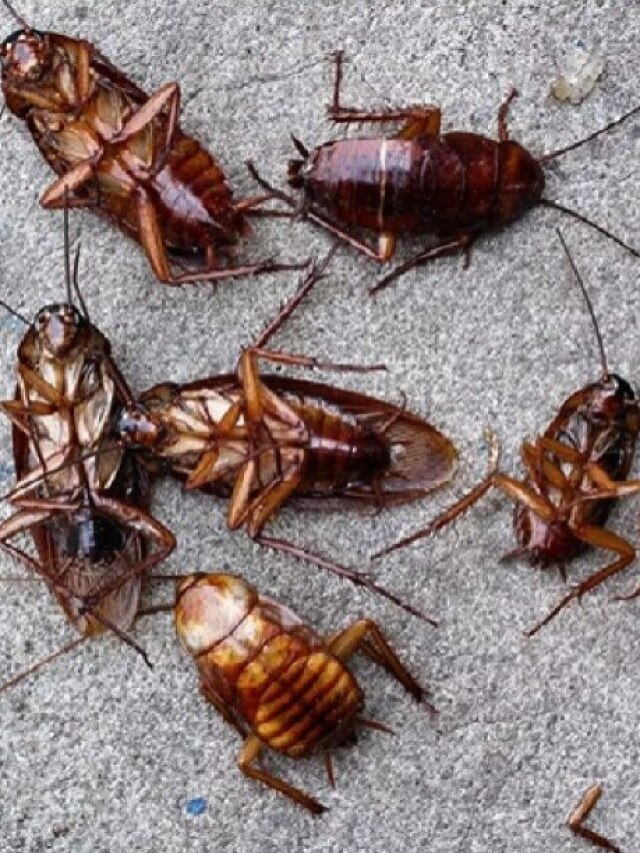 রান্নাঘরে বাচ্চা তেলাপোকার দুষ্টুমি, ৪ উপায়ে রাতারাতি তল্লাট ছাড়বে