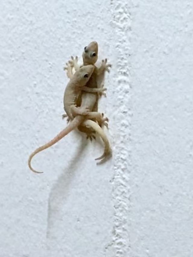 দেওয়ালে জোড়া টিকটিকি, কীসের ইঙ্গিত জানেন?