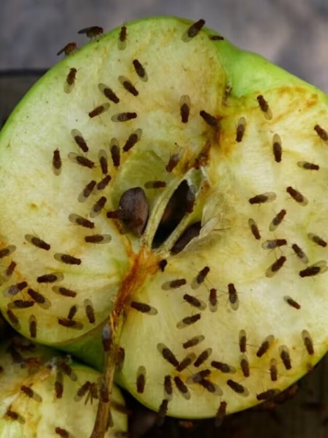 ফলের ওপর ভনভন করছে কুনো মাছি? উপায় দিলেন পাশের বাড়ির কাকিমা