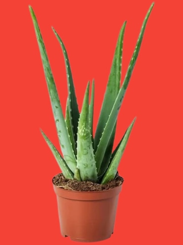 বাড়ির এদিকে রাখুন অ্যালোভেরা গাছ, টাকা দেখে লোকে হিংসে করবে