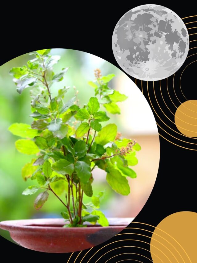 होली पर चंद्र ग्रहण का अशुभ साया, इस दिन तुलसी से जुड़ी ये 5 गलतियां न करें