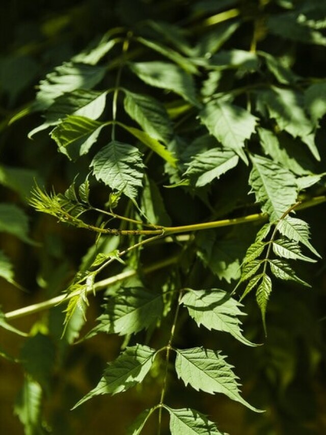 रोज सुबह खाली पेट चबा लें 10-12 ये हरी पत्तियां, मिलेंगे खूब फायदे