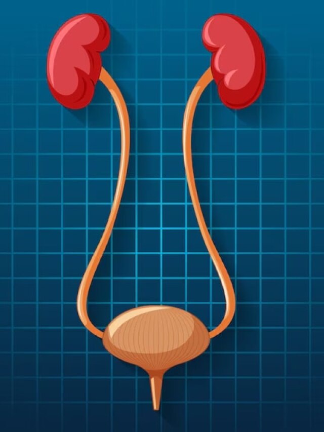 आपकी किडनी के सच्चे दोस्त हैं ये चीजें, कभी नहीं होगी कोई दिक्कत