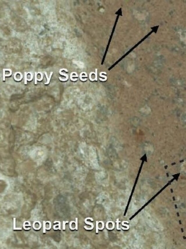 'Poppy seeds on Mars': NASA finds mysterious rock that could prove life existed