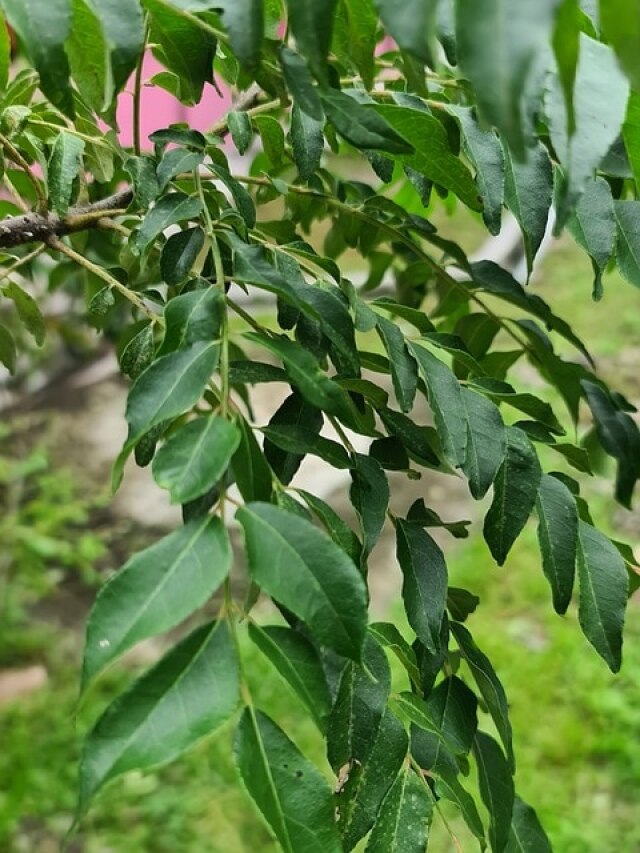 रोज इतनी मात्रा में करें करी पत्ते का सेवन, आचार्य बालकृष्ण से जानें इसके फायदे