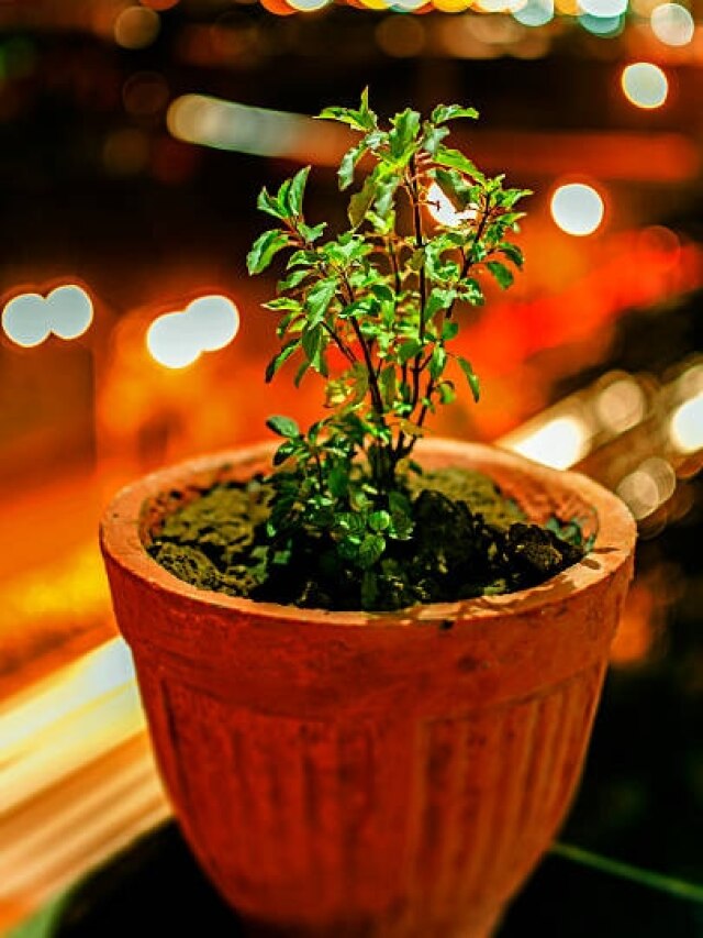 पापमोचिनी एकादशी पर जरूर करें तुलसी से जुड़ा काम, मां लक्ष्मी बना देंगी धनवान