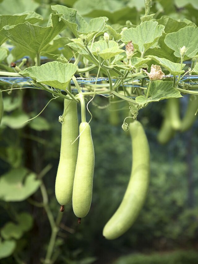 साफ हो जाएगी पेट की सारी गंदगी, बस एक गिलास पी लें ये जूस