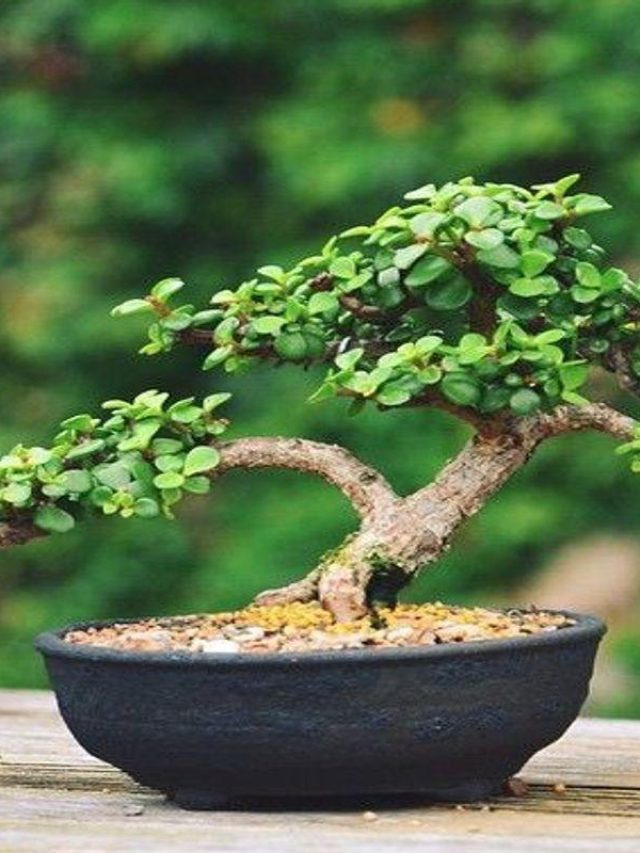 घर पर खुद बनाएं जेड प्लांट का बोनसाई, जानें सही और आसान तरीका