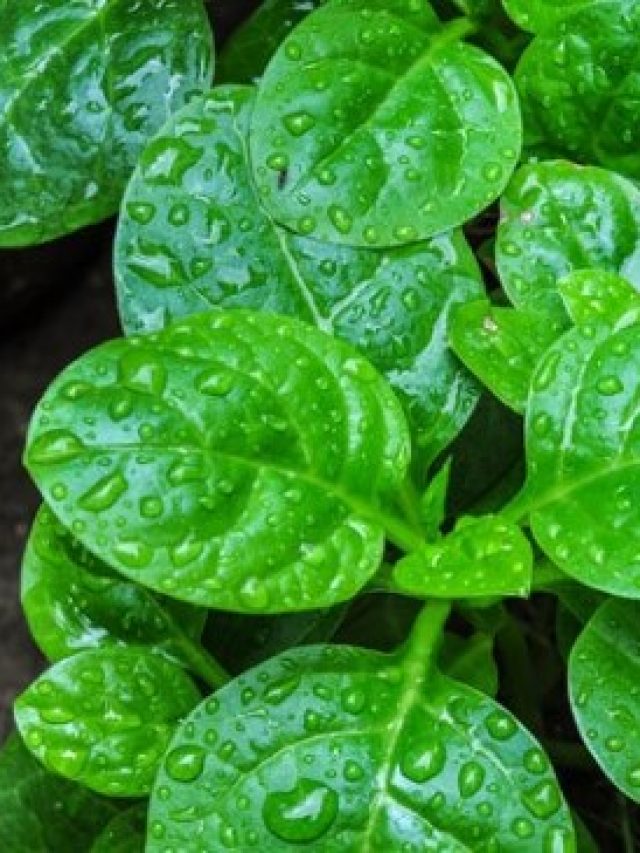 মাছ-মাংসের সমান প্রোটিন, দামও কম, গ্রাম বাংলার শাকটিকে চেনেন?