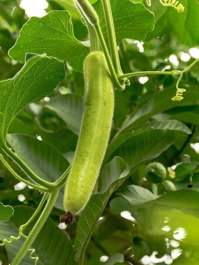 সারা বছরের পাপ ধুয়ে দেয় এই সবজি, খেতে হবে শনিবার