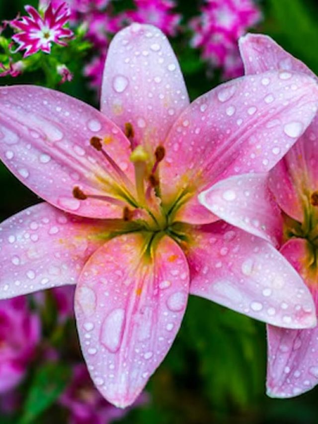 घर की शोभा बढ़ाएगा लिली फ्लावर, जानिए गमले में लगाने का आसान तरीका