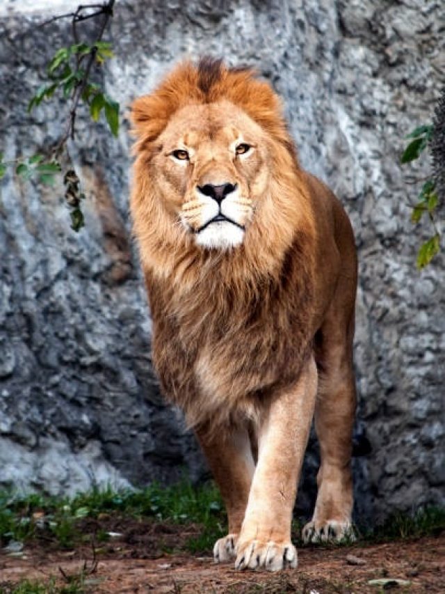 अमीर बना देगा शेर का ये खास गुण, कभी नहीं रुकेगी तरक्की