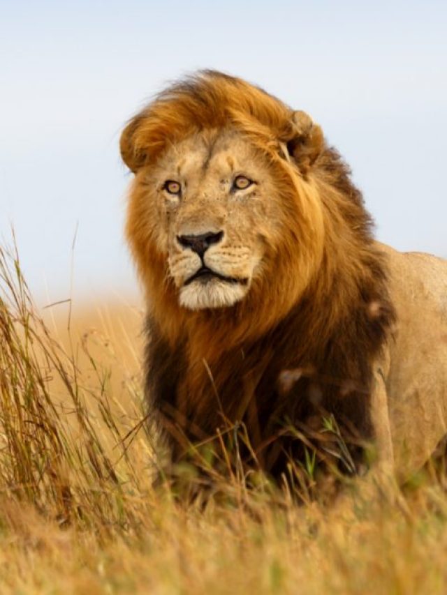 সিংহের এই গুণ শিখতে বলছেন চাণক্য, কেরিয়ারে উন্নতি পাকা