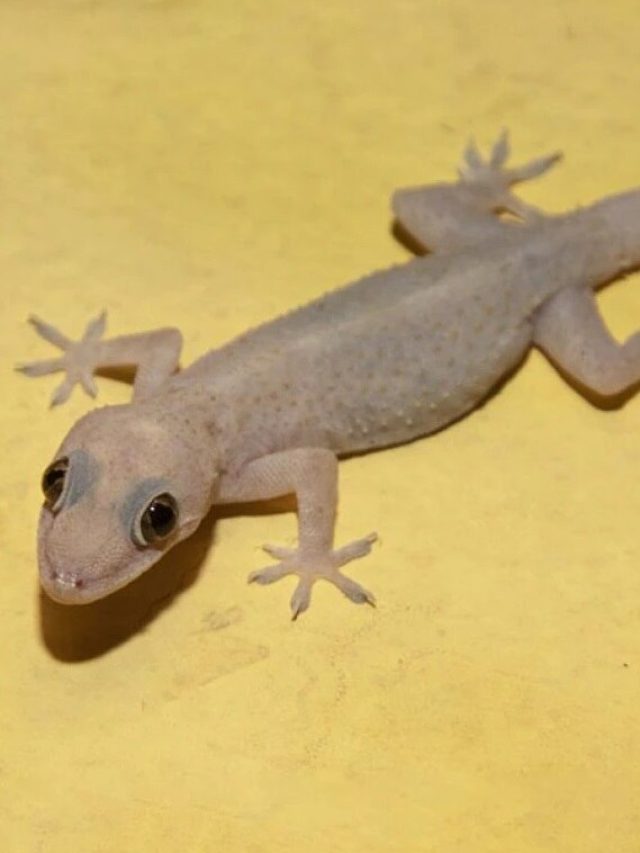 নিজের লেজ কেন কেটে ফেলে টিকটিকি? কারণ জানলে অবাক হবেন