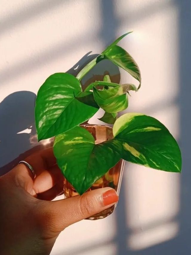 मनी प्लांट की पत्तियां पड़ रहीं पीली? जानें कितना अशुभ है ये संकेत