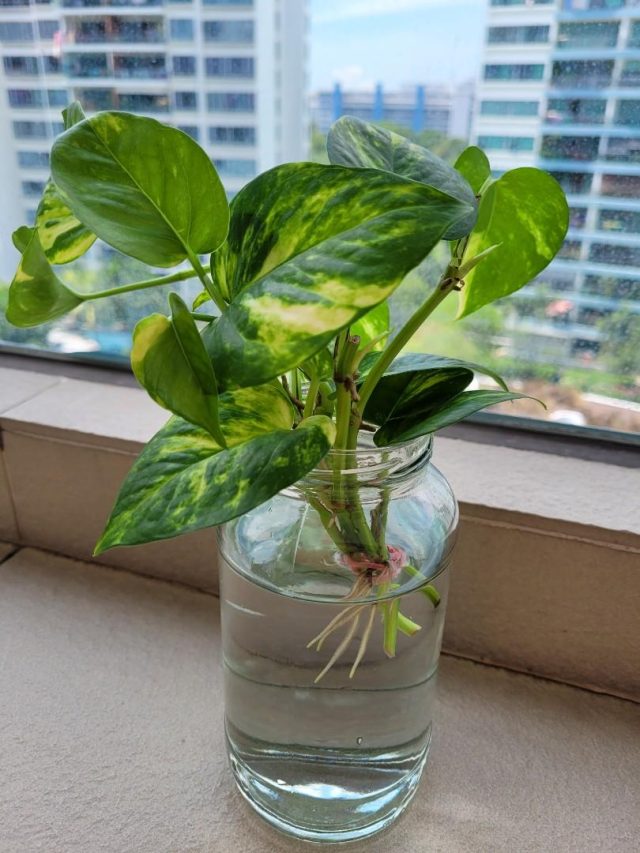 বাড়ির এই কোণায় মানি প্ল্যান্ট রাখুন, চুম্বকের মতো টাকা টানবে