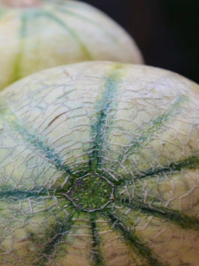 दही के साथ ना खाएं कभी खरबूज, सेहत को हो सकता है भारी नुकसान