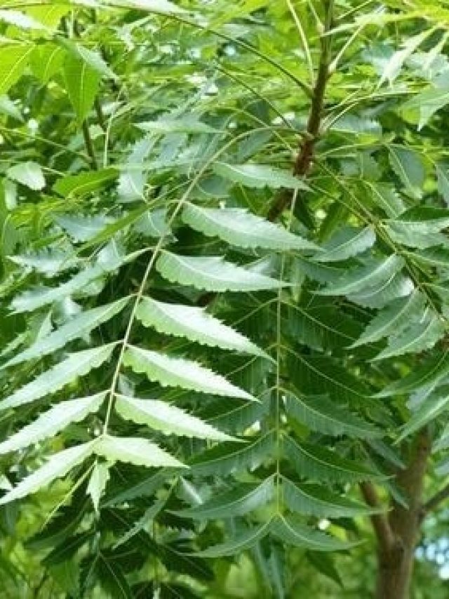 বাড়বে ইমিউনিটি, নিমপাতা খেলে আর কী কী লাভ?