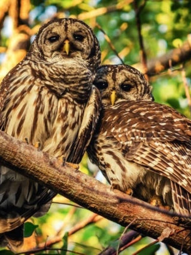 अच्छा संकेत है सपने में इन 3 पक्षियों का दिखना, पैसों से भर जाएगी तिजोरी