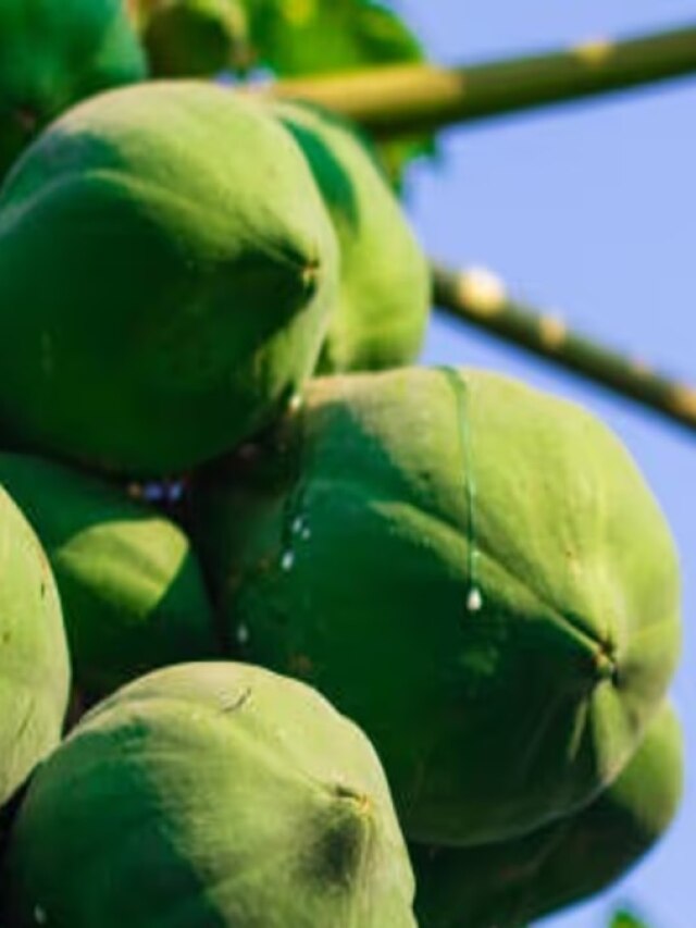 पेट की चर्बी घटा देगा कच्चा पपीता-दालचीनी का जूस, यूरिक एसिड समेत कई चीजों में मददगार