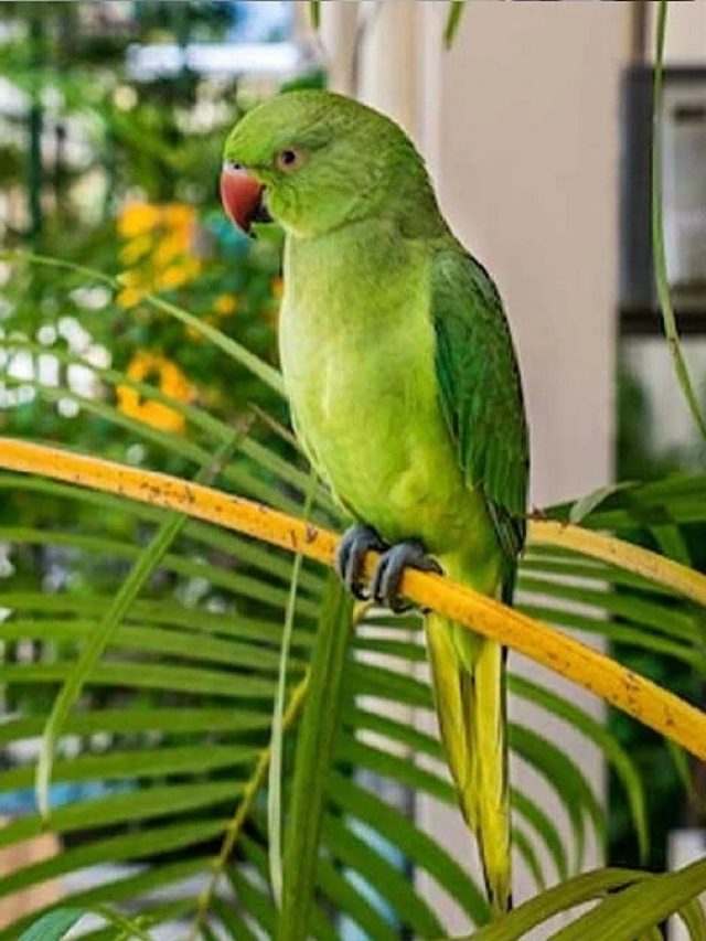 शुभ संकेत है इन पक्षियों का घर आना, पैसों से भर जाएगी तिजोरी