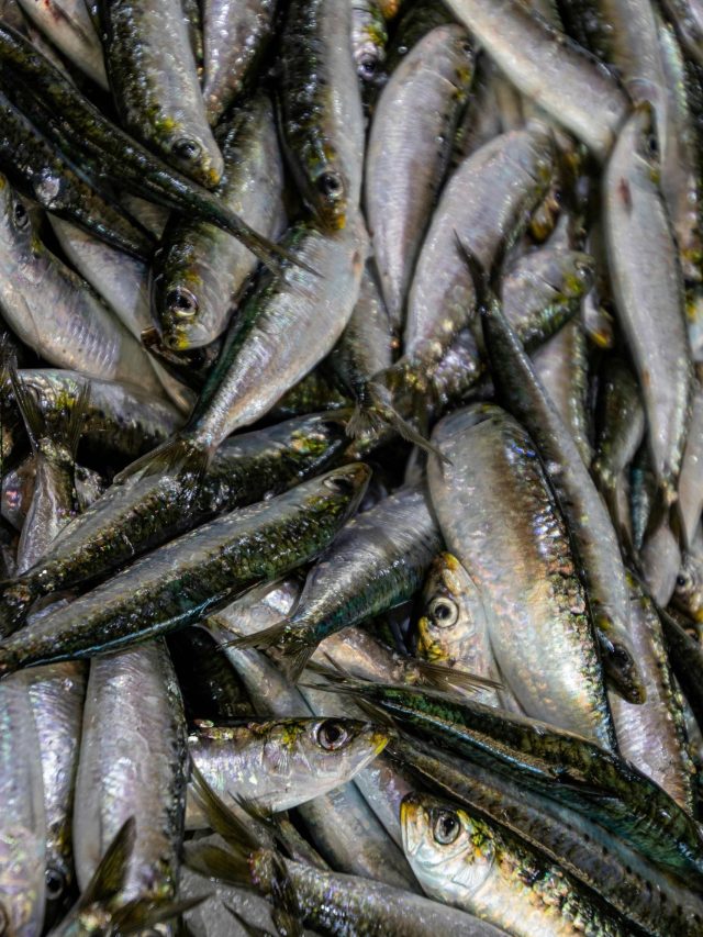 মাছে ফরম্যালিন মেশানো চিনিয়ে দেবে মাছি, কীভাবে? ট্রিক শিখুন